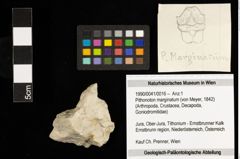 Foto (Objekt + Etiketten) von Pithonoton marginatum (von Meyer, 1842) (NHMW-GEO-1990-0041-0016)